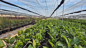 La estabilidad del sustrato, un factor clave en el cultivo de plantas verdes y arbustivas