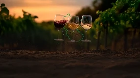 Foto de La DOP Manchuela amplía su pliego de condiciones con una nueva variedad de uva y nuevas categorías de vino
