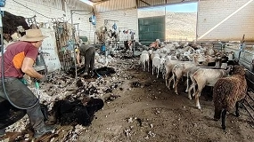 Foto de La asociación de raza Lojeña afronta el final de la campaña de la esquila en sus granjas