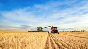 Foto de Calor extremo provoca perdas superiores a 30% nos cereais em Espanha