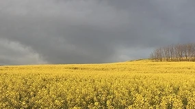 Foto de Consideraciones técnicas sobre el cultivo de la colza