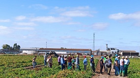 Foto de El Ifapa muestra en Lebrija (Sevilla) sus ensayos de riego y fertirrigaci�n sostenible del tomate de industria