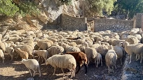 Foto de Baleares apuesta por la digitalización de la ganadería con un millón de euros en ayudas