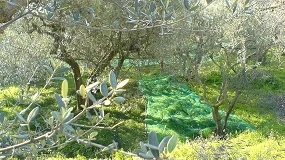 Foto de Agaca coordina el proyecto Supraolivo para impulsar una olivicultura más sostenible y adaptada al cambio climático