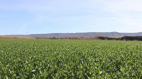 Foto de Camelina sativa: más de una década de investigación en el IMIDRA para impulsar la bioeconomía en los secanos mediterráneos
