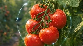 Foto de BASF: uma gama eficaz no combate �s principais doen�as da cultura do tomate