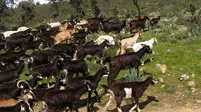 Foto de La Cabra de las Mesetas celebrará su primer Concurso Oficial en Salamaq 2026