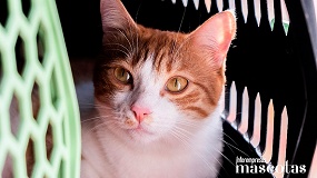 Estas vacaciones, viaja con tu gato en coche sin comprometer su bienestar