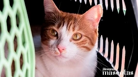 Foto de Estas vacaciones, viaja con tu gato en coche sin comprometer su bienestar