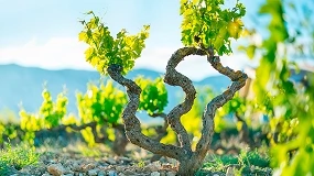 Foto de Rioja Alavesa busca en sus viñas antiguas una herramienta para afrontar el cambio climático
