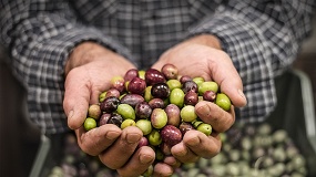 Foto de La producci�n de aceite de oliva alcanza 1,29 millones de toneladas