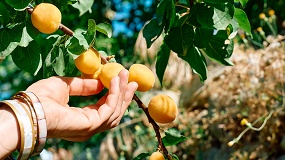 Foto de El riego por goteo subterr�neo gana terreno en el cultivo del albaricoque con soluciones m�s precisas y duraderas