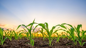 Foto de El proyecto Biovaloriza-Soil impulsar� nuevas estrategias de fertilizaci�n sostenible