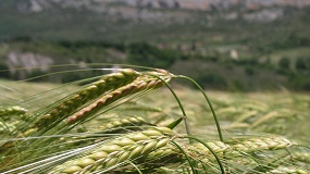 La cosecha de cereal concluye en Andaluc�a con un descenso de producci�n del 31%