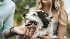 Foto de La mejor rutina de verano para tu perro: cómo proteger su piel y su pelo del salitre, la arena y el sol
