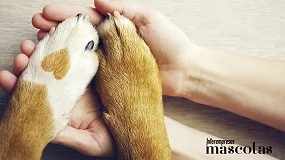 Foto de Las 10 cosas que todo tutor debería hacer por su perro y que a veces olvidamos