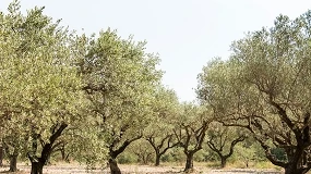 Foto de AEMO actualiza su estudio de costes del olivar e incorpora por primera vez el olivar en seto de secano