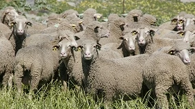 Foto de La Diputación de Badajoz subastará 42 ejemplares merinos en el Salón Ovino de Castuera