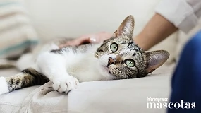 Foto de Musky lanza un seguro específico para gatos que viven exclusivamente en interior