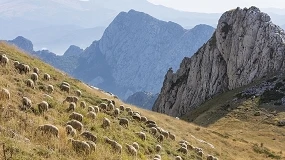 Foto de Los rebaños de ovejas y cabras son los mejores aliados para la prevención de incendios