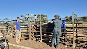 Foto de Smartfarmrani realiza controles de gestaci�n de las novillas inseminadas en el proyecto