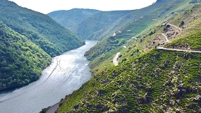 Foto de El calor adelanta la maduración de la uva en Ribeira Sacra y las primeras vendimias podrían comenzar a mediados de agosto