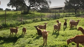 Foto de Recomendaciones para evitar el estrés térmico por calor en el ganado caprino
