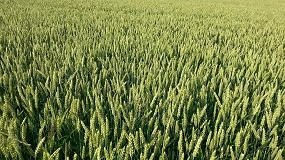 Foto de Las condiciones climatológicas reducen un 25% la cosecha de cereal en Extremadura