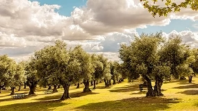Foto de OliveA denuncia que las importaciones de aceite tunecino presionan los precios en origen del aceite de oliva