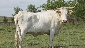 Foto de Adjudicado el total del ganado ofertado en la subasta de vaca Blanca Cacereña y cabra Retinta
