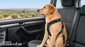 Foto de Tres de cada cuatro conductores transportan a sus perros de forma insegura en el coche