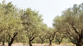 Foto de La UE reconoce la DOP Aceite de las Sierras Espad�n y Calderona
