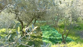 Foto de Cooperativas Agro-alimentarias de Andalucía respalda la activación del mecanismo para regular la oferta de aceite de oliva