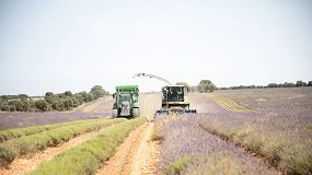 Foto de La Academia del Perfume reúne a profesionales del sector en Brihuega para celebrar la jornada de la lavanda