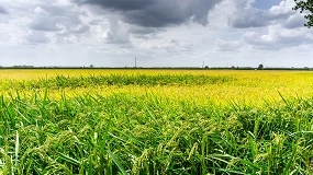 Foto de Cataluña impulsa el nuevo Centro de Edición Genómica de Cereales para mejorar la resistencia de los cultivos al cambio climático