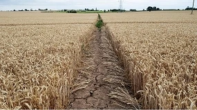 Foto de Reino Unido espera la peor cosecha de los últimos 40 años debido al calor extremo