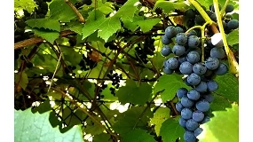 Foto de Casa de Santar refor�a portef�lio com dois vinhos de edi��o limitada