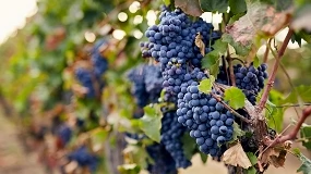 Foto de ASAJA Castilla y León denuncia movimientos para rebajar el precio de la uva antes de una vendimia adelantada