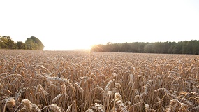 Foto de 'El Futuro del Cereal 2026' reunirá a las principales empresas de innovación agrícola el próximo 15 de septiembre en Magaz de Pisuerga (Palencia)