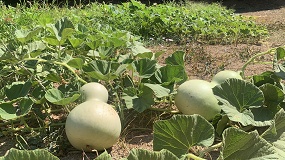Foto de Investigadores del CITA presentarán sus últimos trabajos en el XXXII Congreso Internacional de Horticultura en Japón