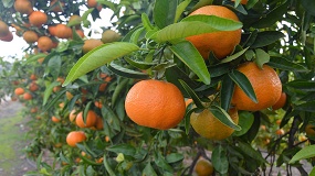 Foto de El IRTA impulsa el proyecto Citrusnet para reducir el uso de fitosanitarios y obtener clementinas libres de residuos