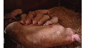 Foto de Guerra comercial encubierta contra el porcino espaol, segundo en importancia en la UE