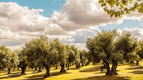 El cooperativismo andaluz reclama m�s concentraci�n de la oferta ante la p�rdida de rentabilidad del olivar