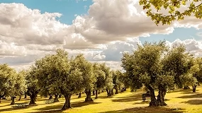 Foto de El cooperativismo andaluz reclama más concentración de la oferta ante la pérdida de rentabilidad del olivar