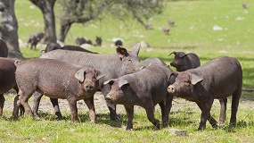 Foto de El Ministerio de Agricultura impulsa un nuevo protocolo de certificaci�n del ib�rico