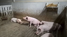 Foto de El sector ganadero reduce sus emisiones de amoniaco un 17,6% en los últimos 20 años
