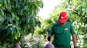 Foto de TROPS comienza la recolecci�n de las primeras variedades de la campa�a de mango nacional