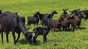 Foto de Caprigran abre el mercado de Brasil a la genética de las razas caprinas españolas