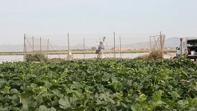 Foto de El SIAM de Murcia bate su récord de visitas y refuerza su papel como herramienta para la gestión agrícola