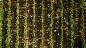 Foto de Governo executou 87,1 milh�es de euros nos setores agr�cola e das pescas em julho